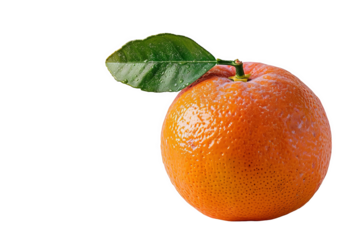 isolated white background of tangerine