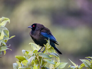 Bronzed Cowbird - Molothrus aeneus in Costa Rica