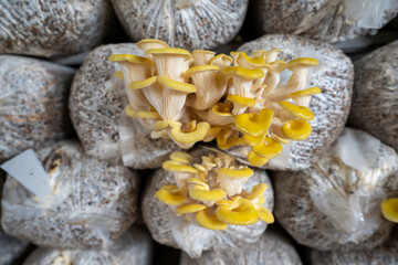 Golden mushrooms thrive in greenhouses in North China