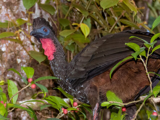 Crested Guan - Penelope purpurascens in Costa Rica