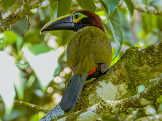 Yellow-eared Toucanet - Selenidera spectabilis in Costa Rica © Imogen