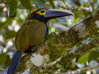 Yellow-eared Toucanet - Selenidera spectabilis in Costa Rica