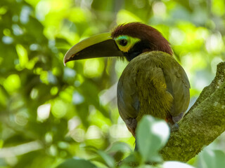 Yellow-eared Toucanet - Selenidera spectabilis in Costa Rica © Imogen