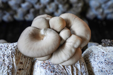 Mushrooms grown in greenhouses thrive in North China