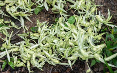 Small flowering of Furcraea foetida (or False Agave) It flowers only once in its life. After flowering, the mother plant dies, but will leave some new young plants all around.