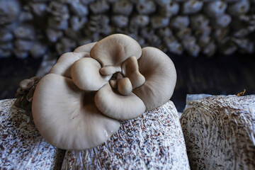 Mushrooms grown in greenhouses thrive in North China