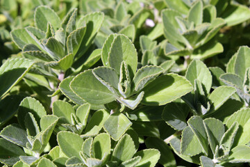 Green leaves on a Plectranthus plant in a garden