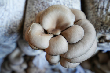 Mushrooms grown in greenhouses thrive in North China