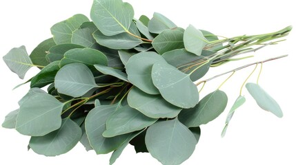 Fototapeta premium Elegant eucalyptus leaves arrangement