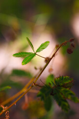Delicate Pink Sensitive Plant Flower with Blurred Background. Delicate Pink Sensitive Plant Flower with Blurred Background.