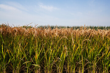 The maturing rice is in the fields in North China