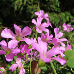 春にムラサキカタバミが紫色の花を咲かせています