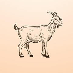 goat hand drawn vector