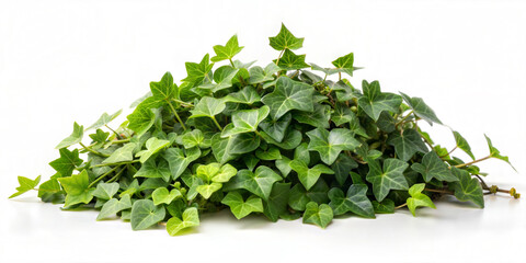 Obraz premium Fresh green ivy leaves are tough and evergreen