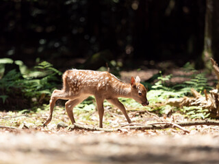 【奈良公園】鹿の赤ちゃん