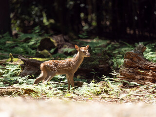 【奈良公園】鹿の赤ちゃん