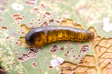 sawfly Larvae in the wild state