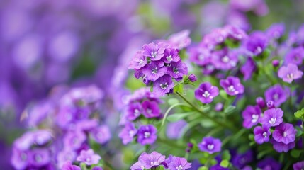 Obraz premium Winter blooming purple Alyssum flowers