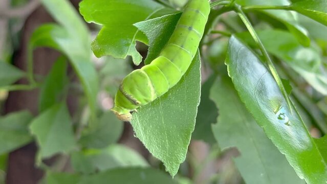 green worm on a leamon tree branch 