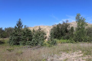 coarse grass, brush and small pines against a distant towering sand dune under deep blue sky