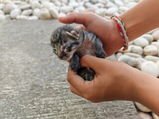Child's hands holding and rescue a newborn kitten's