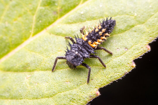 "Natural Enemies" Images – Browse 1,596 Stock Photos, Vectors, and