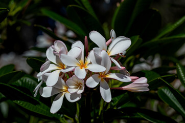 Bouquet of White and Red Plumeria Flowers with a Green Leaf Background.