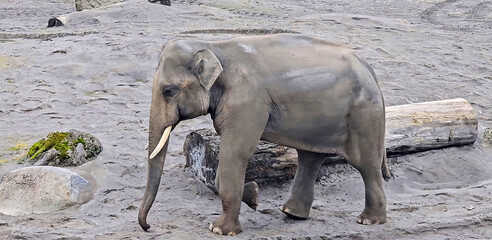 elephants in the zoo