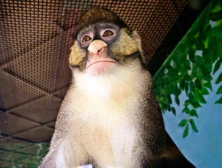 close up of a monkey 
