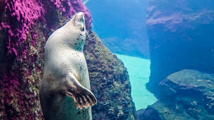sea lion in the water