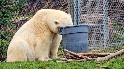 Polar bear in zoo