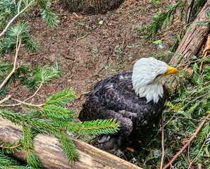 american bald eagle