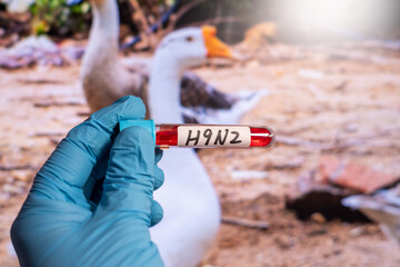 Influenza A virus subtype H9N2 (A/H9N2) is a subtype of the species Influenza A virus (bird flu...