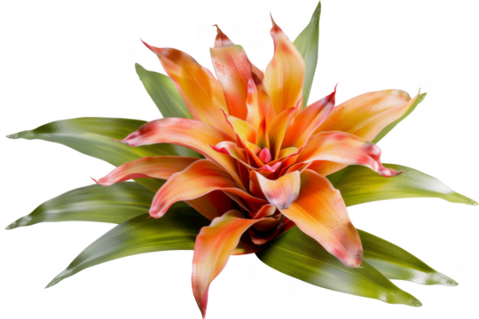 Bromeliad, isolated on solid white background, PNG di-cut style, realistic photo style, object as model
