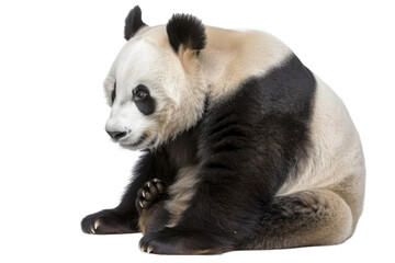 Fototapeta premium Giant panda, isolated on solid white background, PNG di-cut style, realistic photo style, object as model