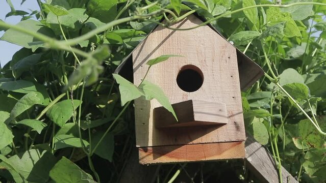 Shot around a Single Cedar Bluebird House covered in Lima Bean Foliage in the Evening Outside