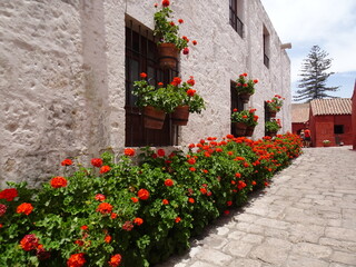 [Peru] Cobbled streets with red geraniums in Monastery of Santa Catalina de Siena (Arequipa)