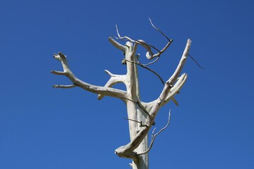 Bare weathered white tree against clear blue sky