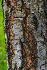 Closeup of a birch trunk and white bark in the garden