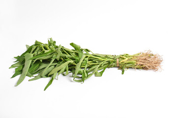 Hand holding Fresh water spinach isolated on white background.