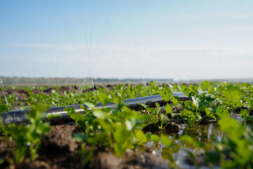 Micro spray pipes are used for watering vegetables in North China