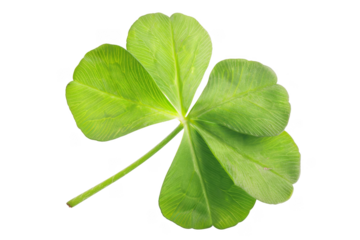 Clover leaf, isolated on solid white background, PNG di-cut style, realistic photo style, object as model