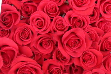 Obraz premium red roses background