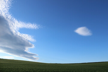 初夏の緑の麦畑と青空  © まり子 佐藤