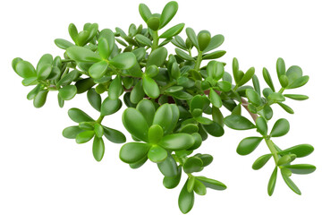Obraz premium Jade plant, isolated on solid white background, PNG di-cut style, realistic photo style, object as model