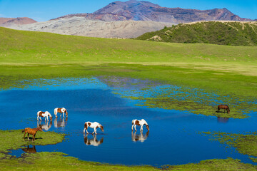 熊本県　青空に映える阿蘇山中岳と草千里に放牧さてた馬