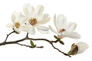 Obraz premium Magnolia, isolated on solid white background, PNG di-cut style, realistic photo style, object as model