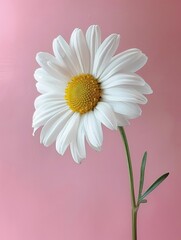 Single white daisy against a pastel pink backdrop, in a highkey lighting style for a bright and airy feel
