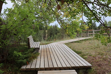 Fototapeta premium shady platform and bench along a boardwalk