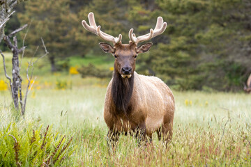 Elk with young antlers on the Oregon coast